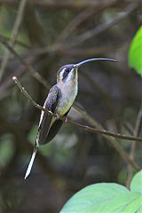 Long-billed Hermit